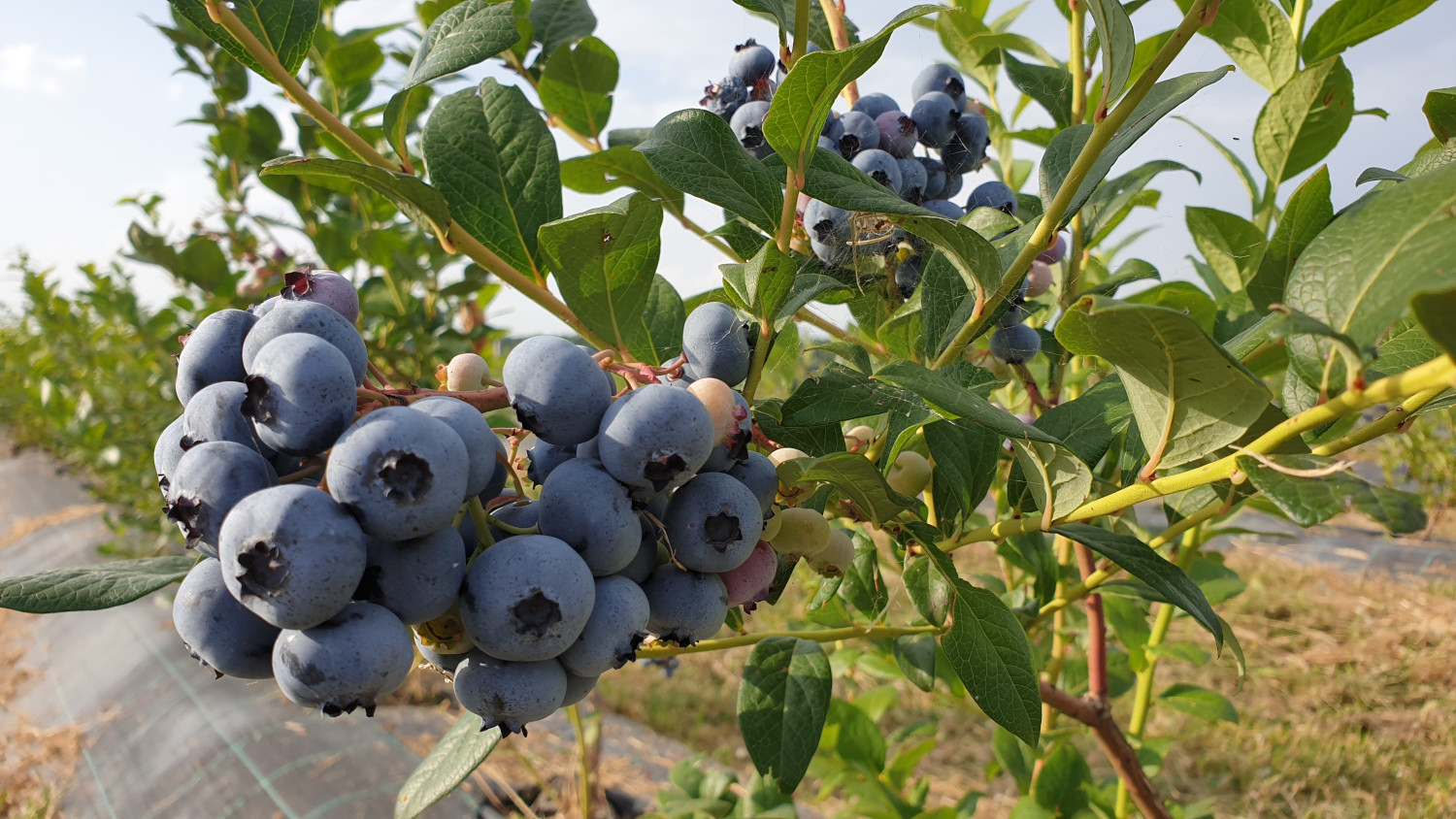 Dambovita Afin cu fructe coapte ecologice