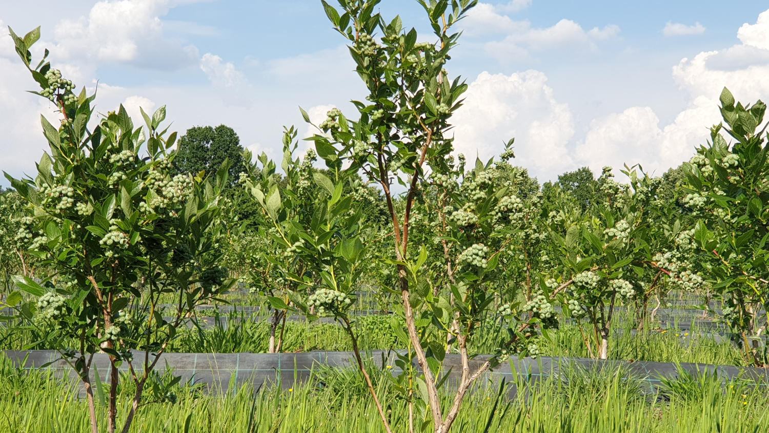 Ciorchini mari de afine verzi necoapte in plantatie de afini