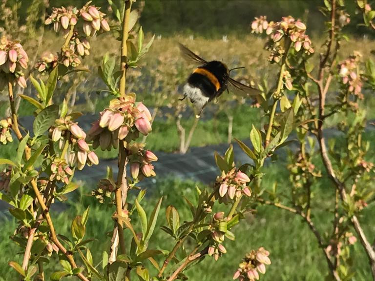 Imagine minunata cu albina pe floarea de afin pentru polenizare